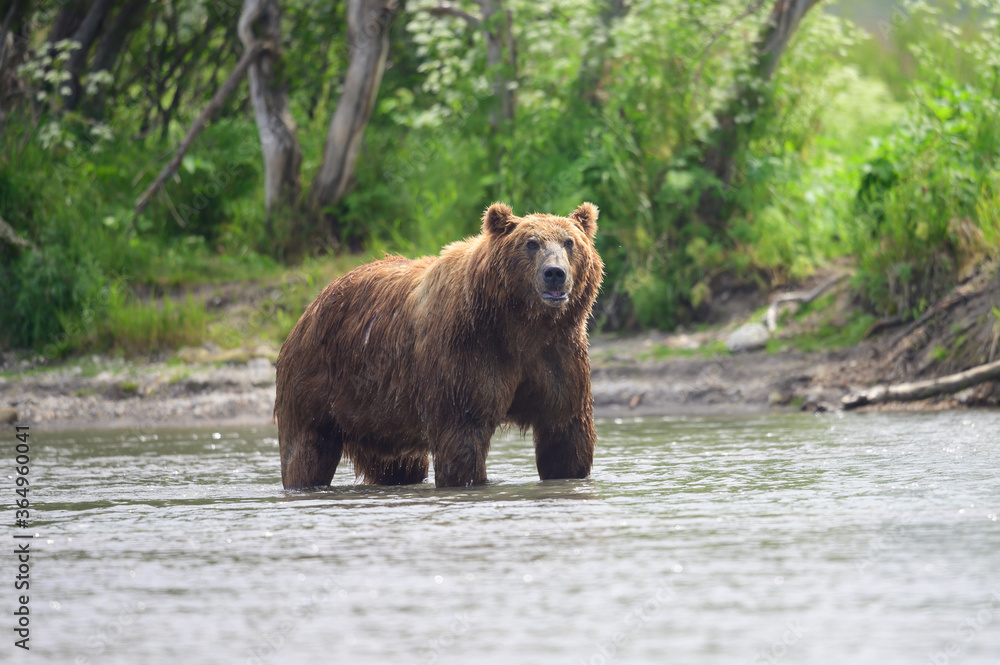 Ruling the landscape, brown bears of Kamchatka (Ursus arctos beringianus) Ruling the landscape, brown bears of Kamchatka (Ursus arctos beringianus)