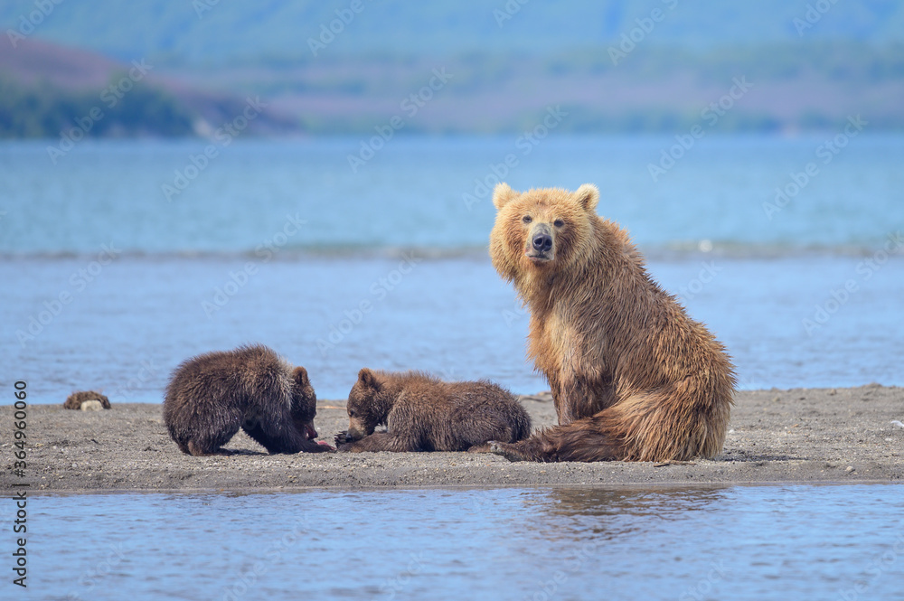 Fototapeta premium Ruling the landscape, brown bears of Kamchatka (Ursus arctos beringianus)