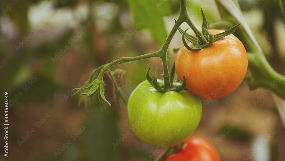 Ripe and unripe tomatoes hanging on a branch in a hothouse