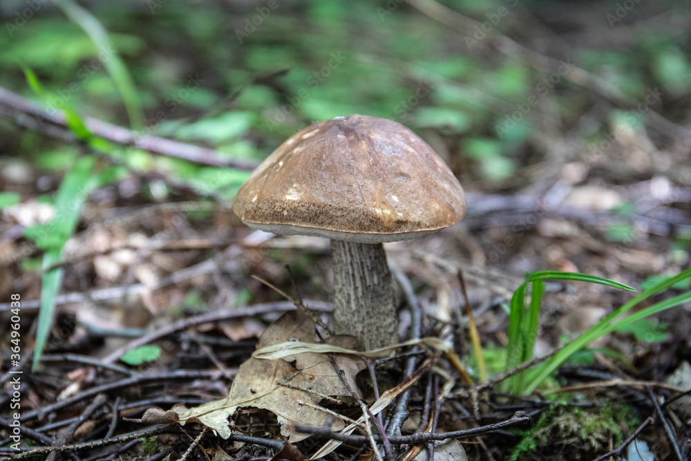 Porcini mushroom growing in the woods. Nutrition from wild nature Porcini mushroom growing in the woods. Nutrition from wild nature