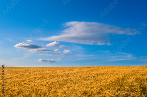 grain field under cloudy sky in summer