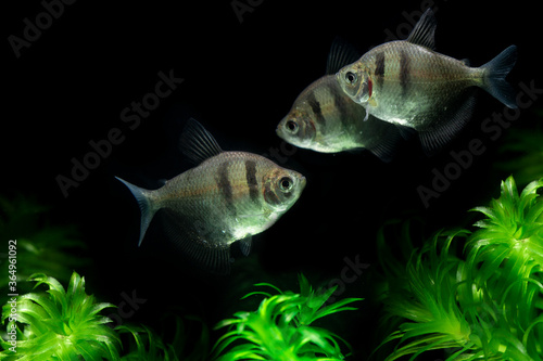 Tropical Black skirt tetra (Black widow) Gymnocorymbus ternetzi from small and slow moving creeks of South America