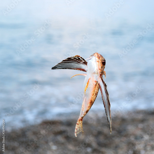 Italian flying fish fell off the fishing rod. Flying fish. Unique fish making bird sounds. Fish with wings. Sicily, the city of Taormina.