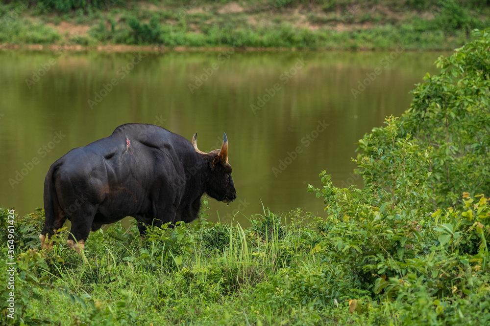 Fototapeta premium Bos gaurus in wild life 