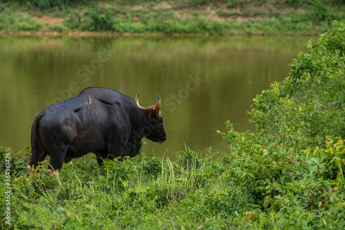 Bos gaurus in wild life  photo