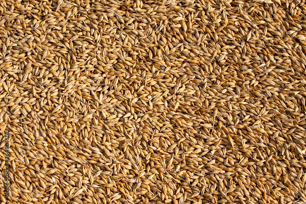 Ripened barley grain lies in a pile on a farm, concept - harvest 2020 and bread making. Village and agricultural, rural area is specified in it.