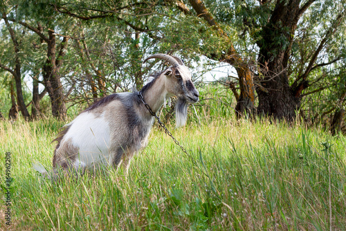 Fototapeta Naklejka Na Ścianę i Meble -  portrait of a  very cute goat with a collar in the village in the hot summer, she seats on her hind legs and eats a grass, village  scenic photo in summer, obedient animal in the farm next to river