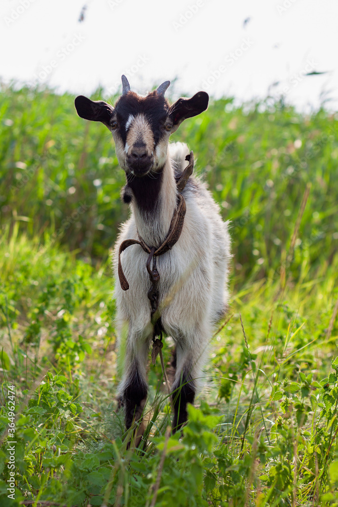 a portrait of a very cute small baby goat with a collar in the village in the hot summer a portrait of a very cute small baby goat with a collar in the village in the hot summer