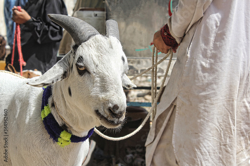 Closeup of beautiful Goat. photo