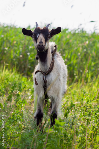 a portrait of a very cute small baby goat with a collar in the village in the hot summer
