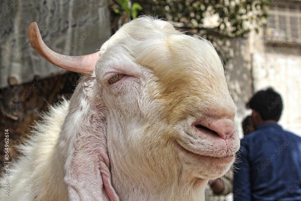 Fototapeta premium Closeup of beautiful Goat.