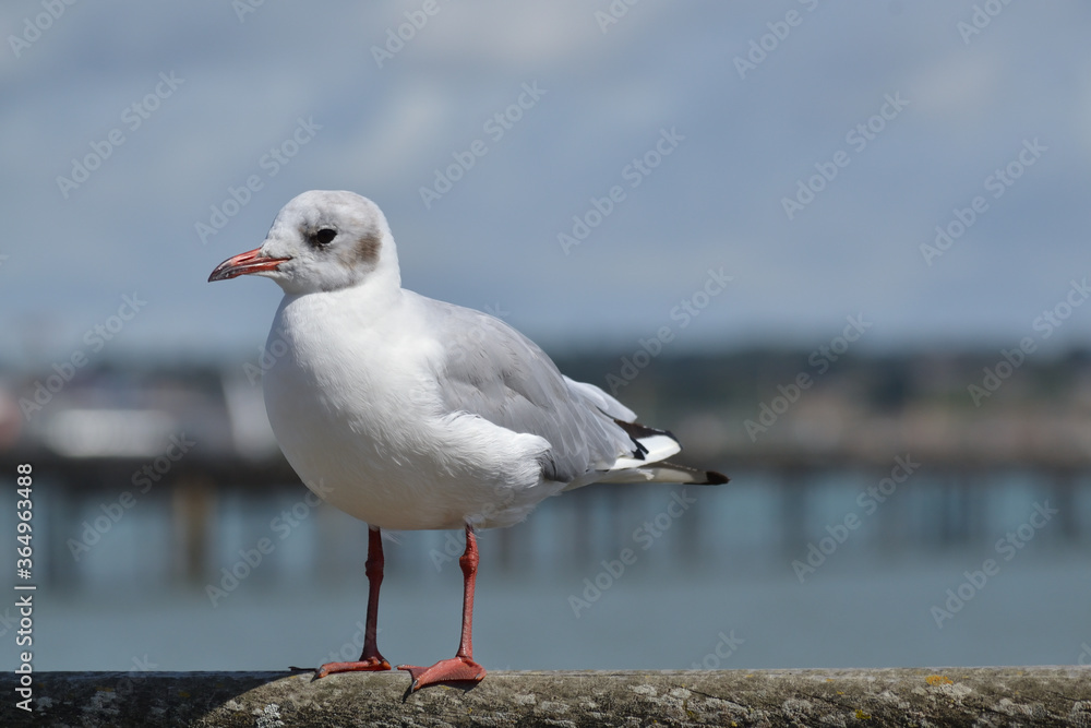 Oiseau marin Oiseau marin