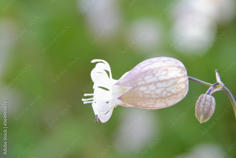 Silene vulgaris (the bladder campion or maidenstears) wild flowers on the meadow. Extreme closup, soft focus