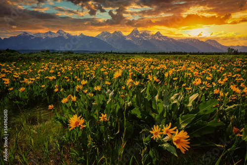 A picturesque sunset taken at Grand Teton National Park with yellow wildflowers in the foreground and the Teton range as the backdrop.