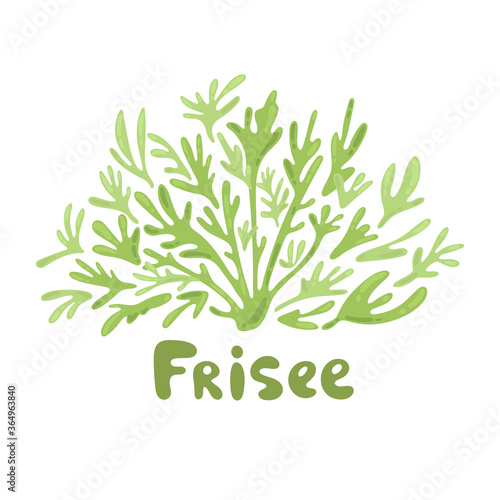 Frisee lettuce doodle icon. Cartoon frisee lettuce illustration. Frisee cute salad simple design. Salad leaves silhouettes. Modern style elements for recipe, cook book, menu design, label.