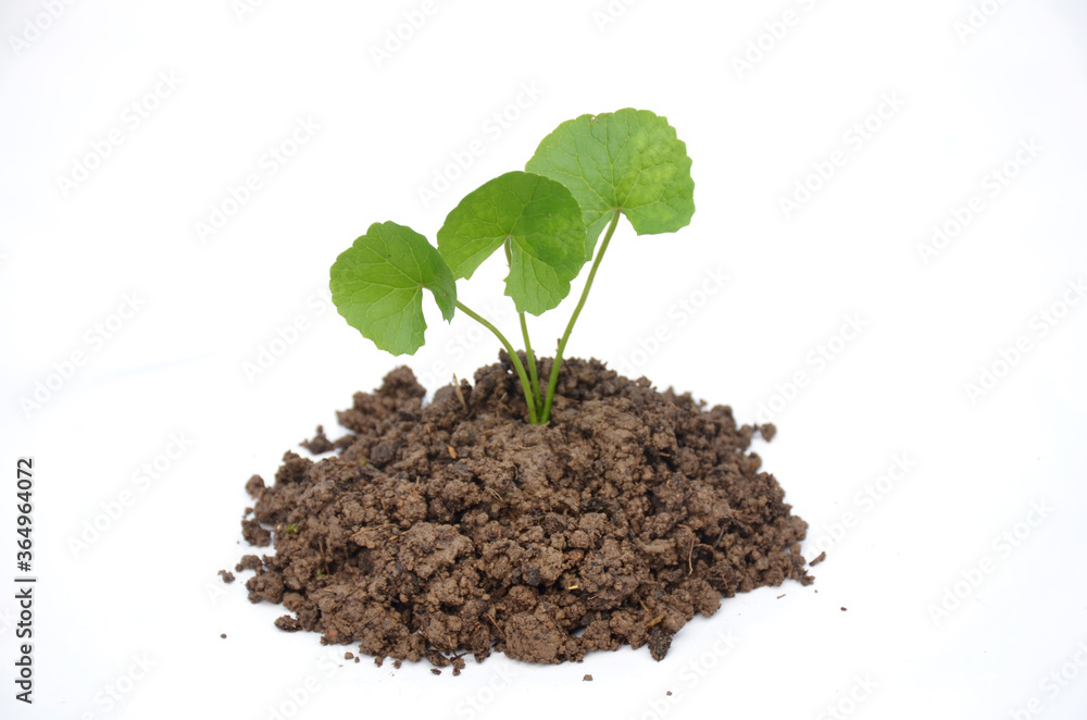 Fototapeta premium the green plant seedlings isolated on white background.