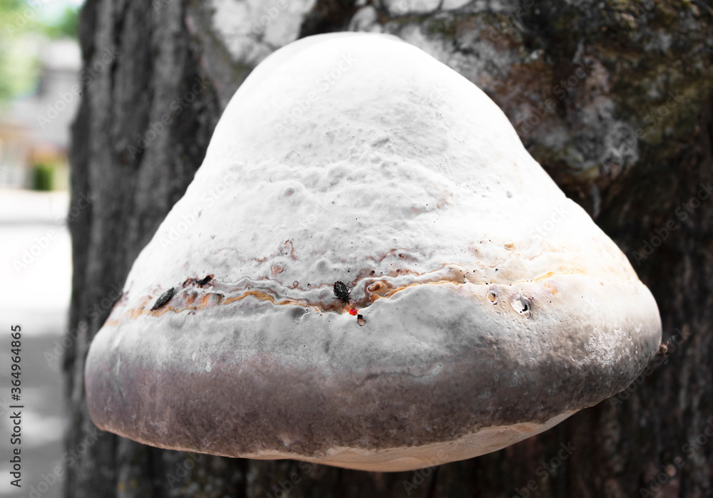 Mushroom on a tree and insects Mushroom on a tree and insects