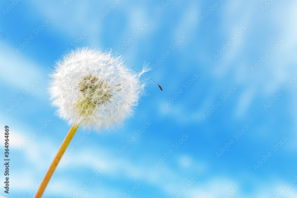 Dandelion on clear blu sky background with one seed. Copy space. Sunny summer day. Blowing away in the wind. Dandelion on clear blu sky background with one seed. Copy space. Sunny summer day. Blowing away in the wind.