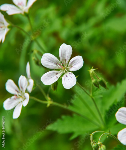 Geranium pratense