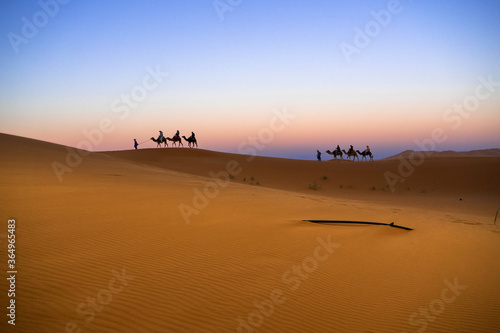 Merzouga / Morocco: Camels by the Erg Chebbi dunes in the Sahara at dusk