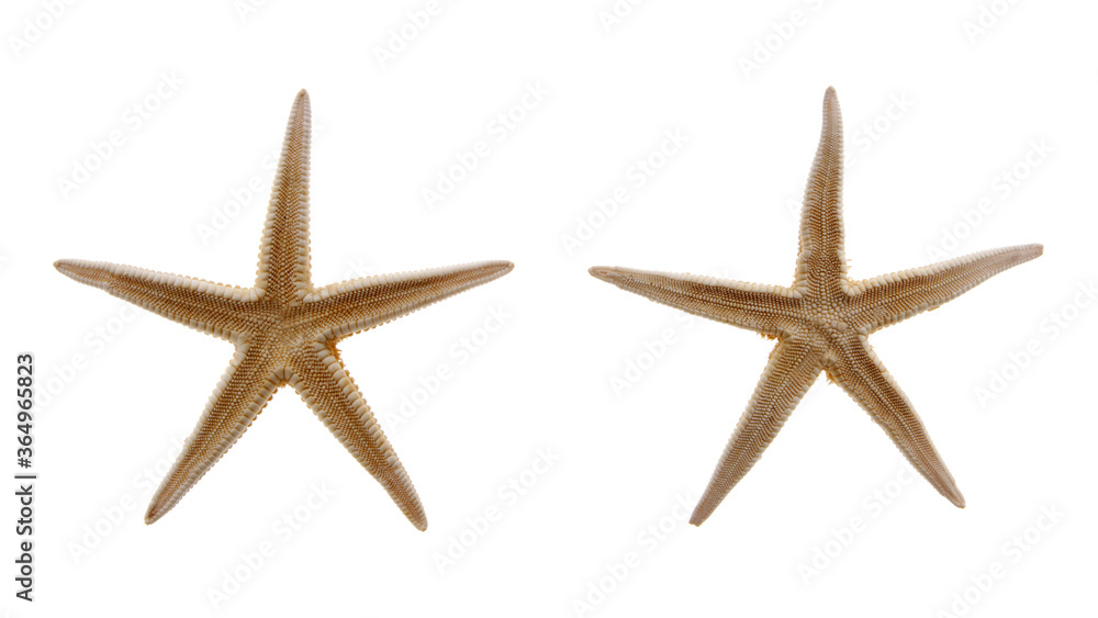 Two sea stars isolated on white Two sea stars isolated on white