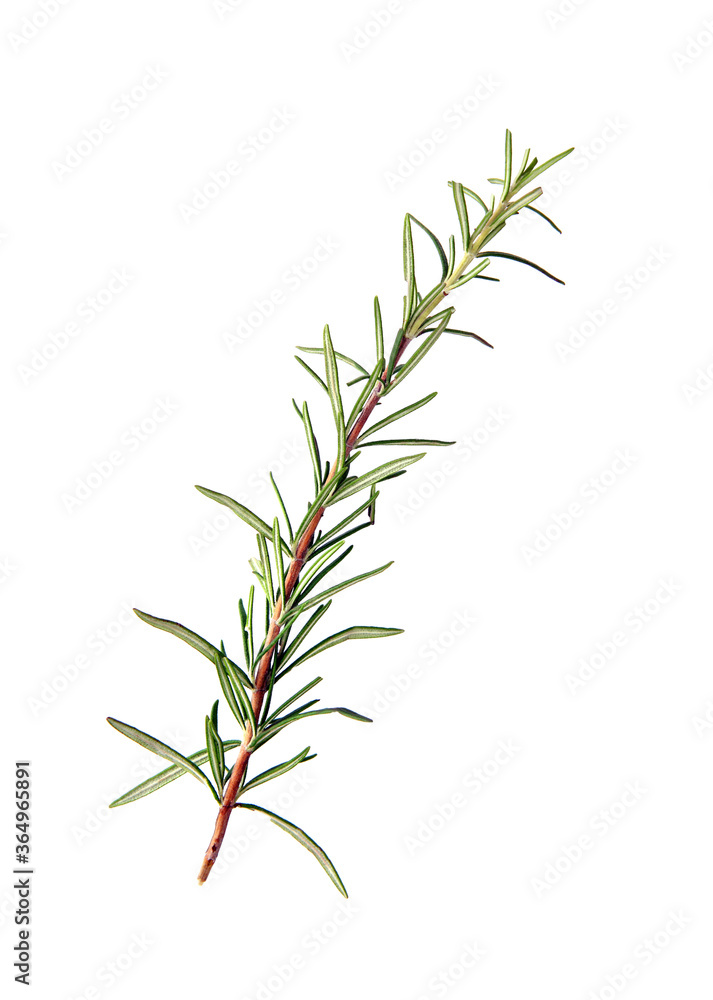 Sprig of raw rosemary isolated on white.Studio shot. Sprig of raw rosemary isolated on white.Studio shot.
