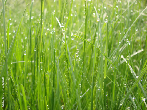 Tender greens of morning grass in dew