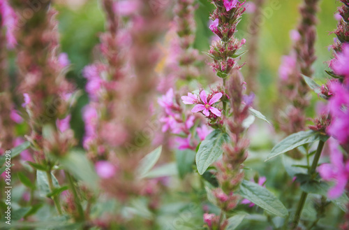 Loosestrife  Lythrum  flowers in the garden