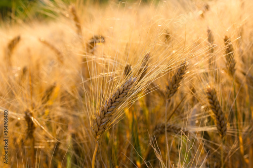 barley field in the sun in summer
