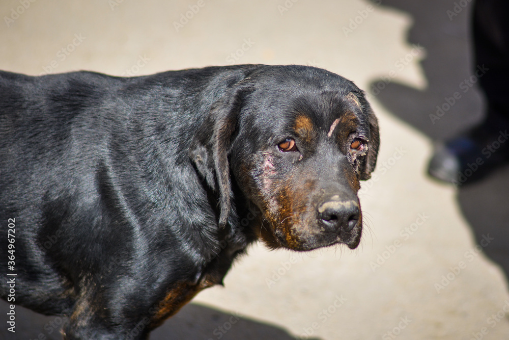 Starvation rottweiler mix dog in Slovak gypsy village. Mistreated poor dog with demodex, health issues, sick, illness. Starvation rottweiler mix dog in Slovak gypsy village. Mistreated poor dog with demodex, health issues, sick, illness.