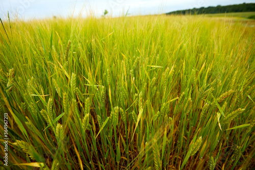 green wheat field on the farm field