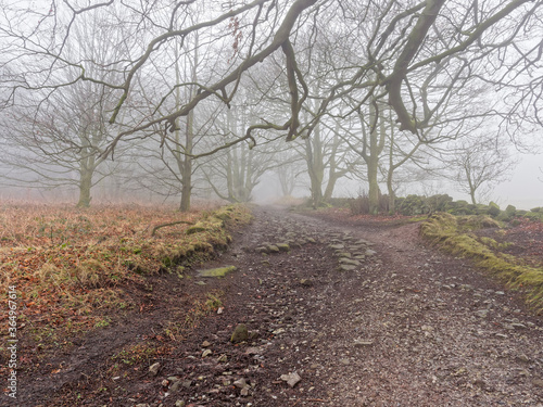 Low branches hang over a cobbled footpath on a damp foggy day in Derbyshire
