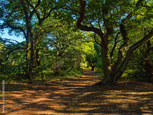 Shaded footpath between tall trees through Sherwood Forest