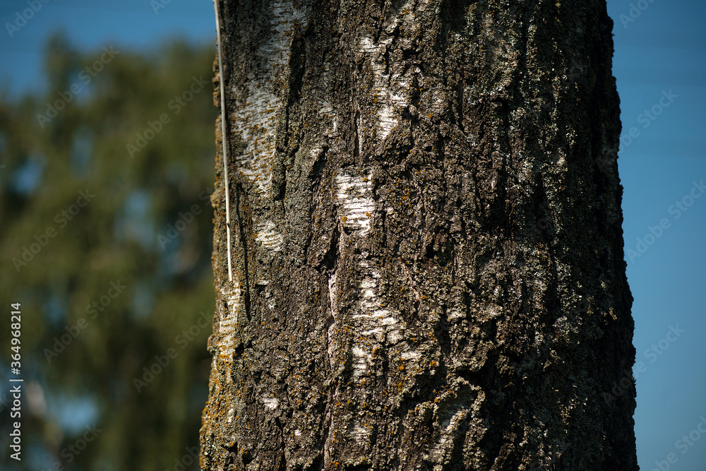 Closeup birch trunk against a blue sky. Closeup birch trunk against a blue sky.