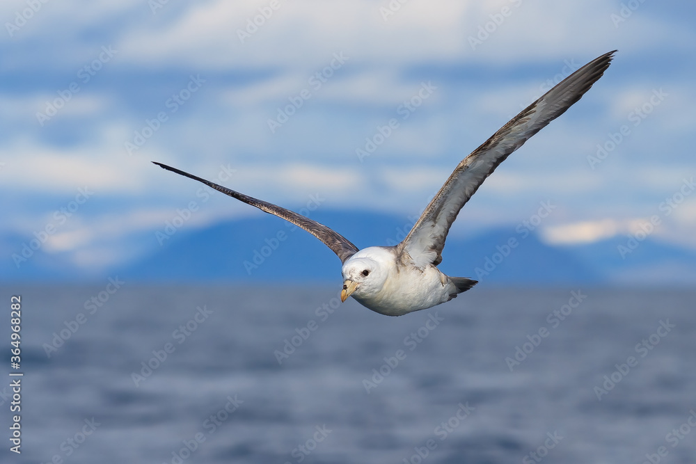 Northern fulmar (Fulmarus glacialis). Arctic fulmar soars in the air over the sea. Wild bird in a natural habitat. Flying seabird. Bering Sea, Pacific ocean, Far East of Russia. Northern fulmar (Fulmarus glacialis). Arctic fulmar soars in the air over the sea. Wild bird in a natural habitat. Flying seabird. Bering Sea, Pacific ocean, Far East of Russia.