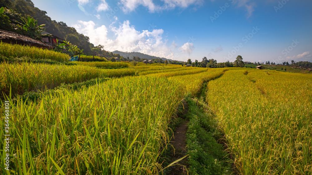 Fototapeta premium Beautiful landscape. Paddy fields at Pa Pong Pieng village, Mae Chaem, Chiang Mai, Thailand.