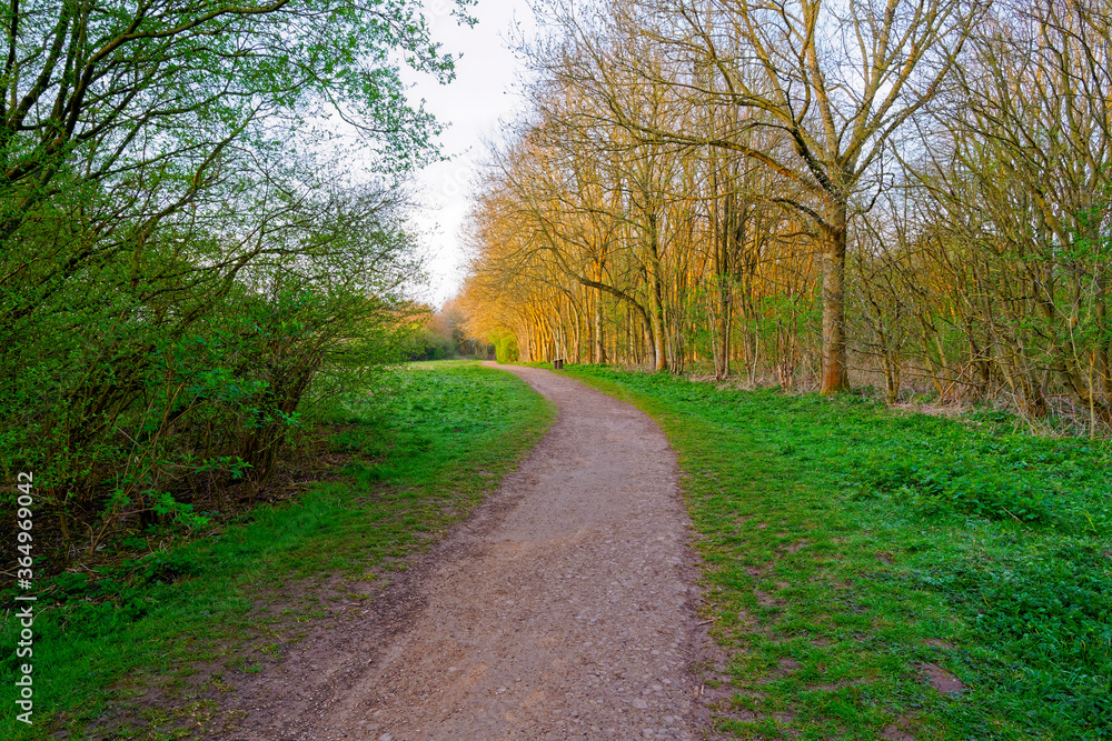Obraz premium The morning sun lights up trees at the side of a winding footpath