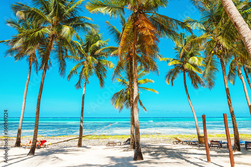 Palm trees on white sandy beach