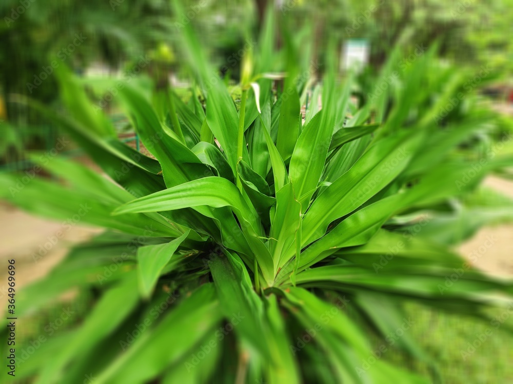 green grass background green grass background