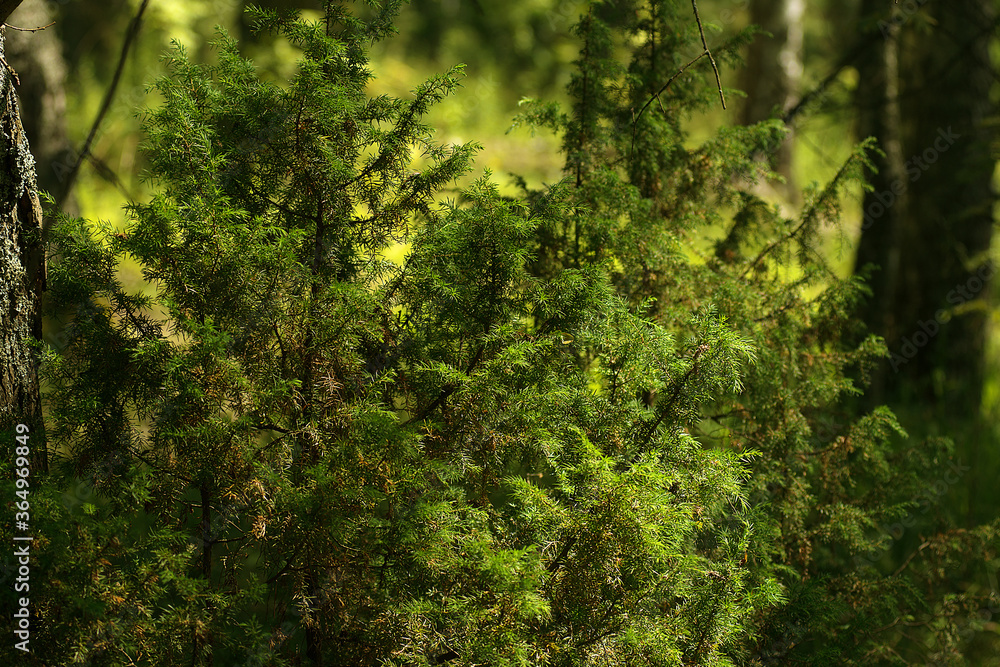 Part of conifer in the forest on a summer day.