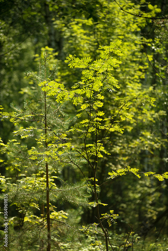 A small deciduous tree in the forest under the summer sun.