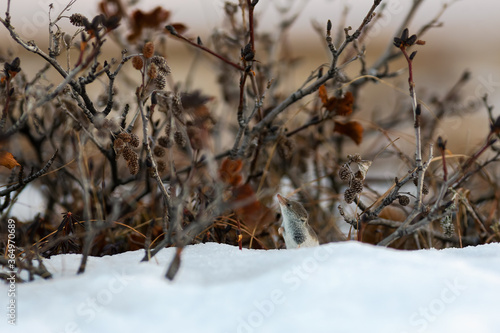 A tiny shrew in the snow among the bushes in the tundra. Eurasian least shrew (Sorex minutissimus), also called the lesser pygmy shrew. Wild animal in natural habitat. Wildlife of Chukotka and Siberia