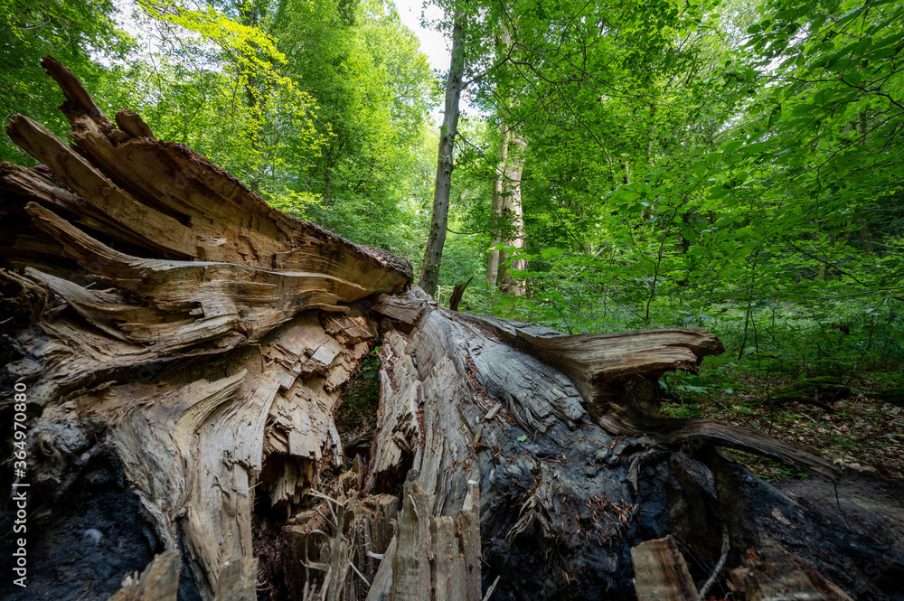 Urwald an der Nordsee Urwald an der Nordsee