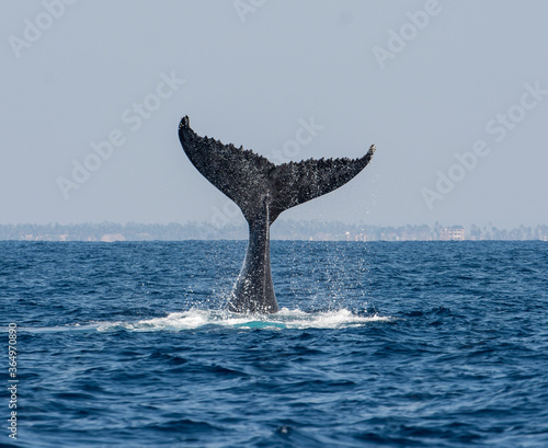 humpdack whale tail