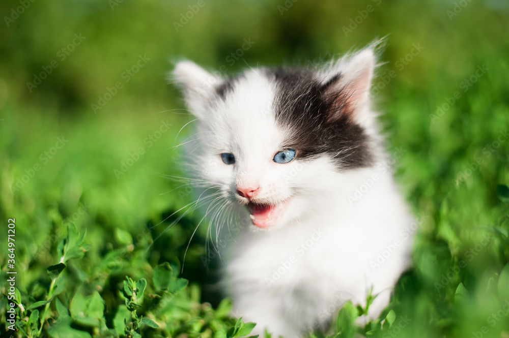 Cute little fluffy kitten on the background of green grass. Active white kitten with blue eyes.