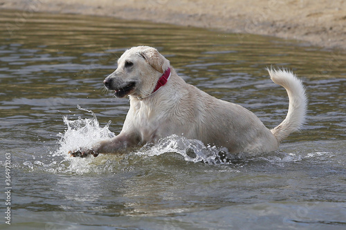 Wallpaper Mural juego de perros Torontodigital.ca