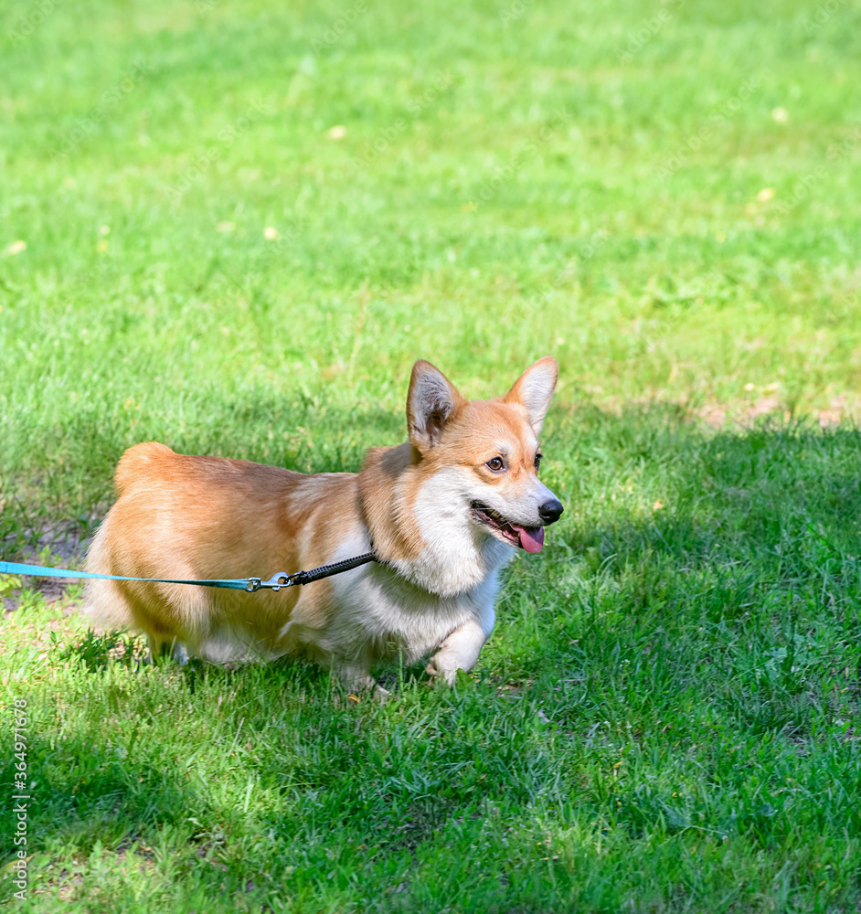 walking  red with white Pembroke Welsh Corgi dog on green grass natural background summer sunny day
