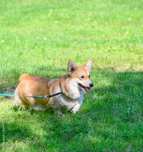 walking red with white Pembroke Welsh Corgi dog on green grass natural background summer sunny day 