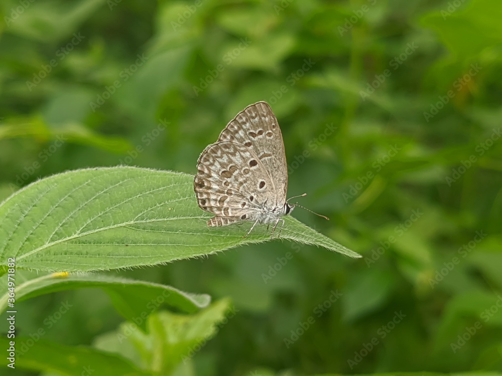 custom made wallpaper toronto digitalButterfly beauty