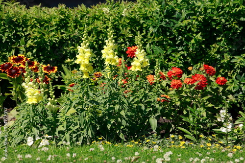 Fototapeta Naklejka Na Ścianę i Meble -  Blühende bunte Sommerblumen, Blumenbeet an einer Rasenfläche